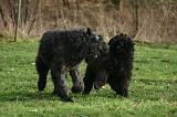 BOUVIER DES FLANDRES 431